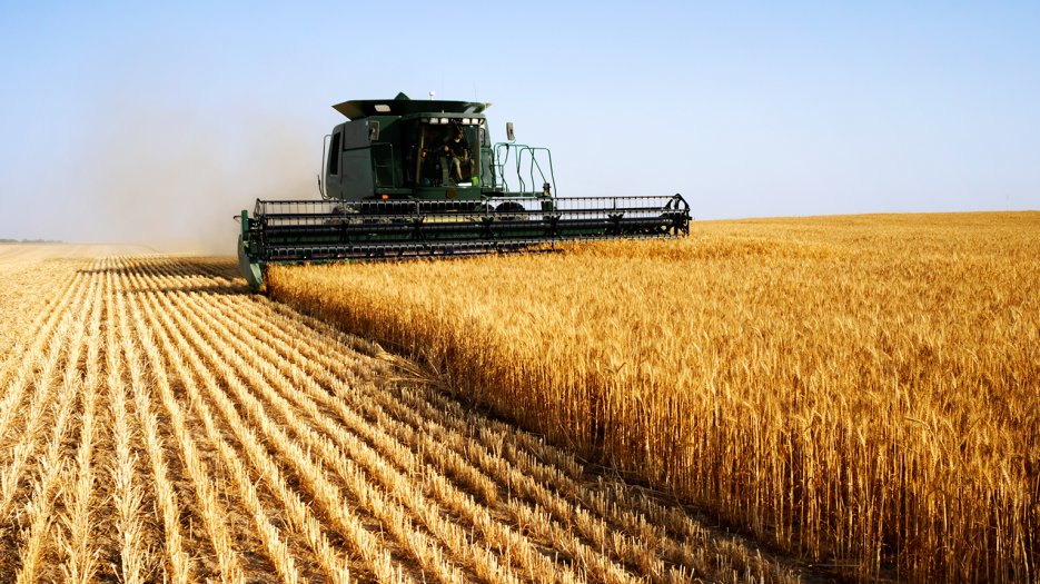 Drought to make Germany a net grain importer-