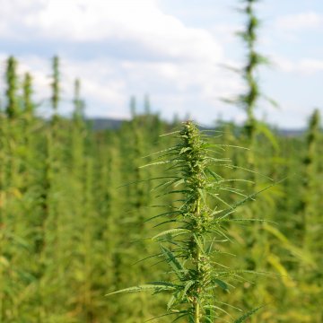 South Africa hemp study outlines $2.5B market opportunity, but major hurdles remain