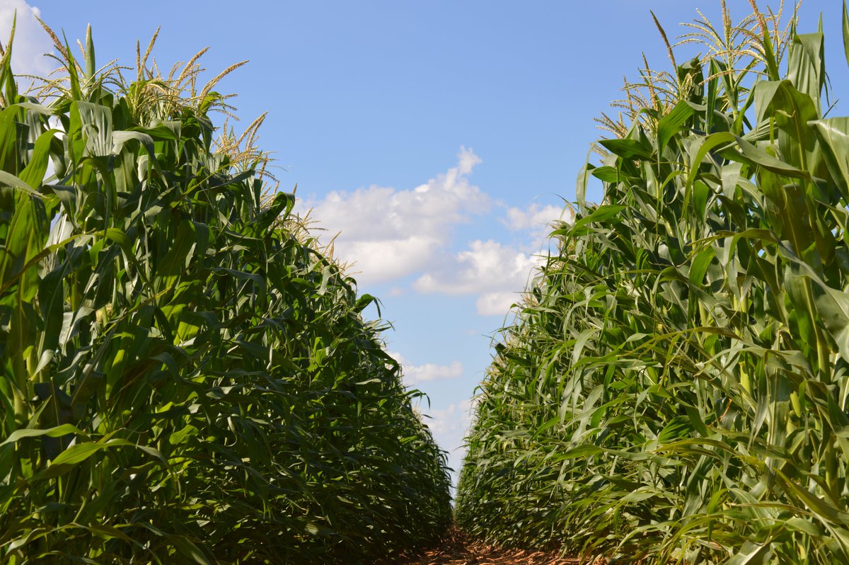 GMO Seed Dominates Corn, Cotton And Soybean Acres