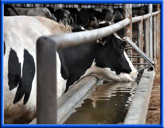 How close are we to producing milk in the laboratory?