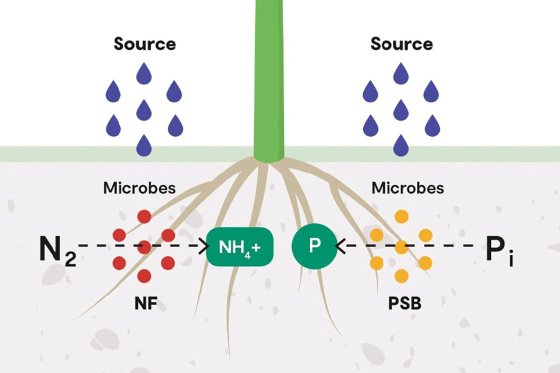 Increase yield by activating existing soil nutrients