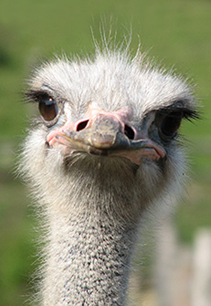 Recent developments in ostrich farming