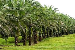 New Dwarf Trees Set to Revolutionize Palm Oil Market