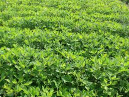 Peanut grower increases yield with precision ag tools