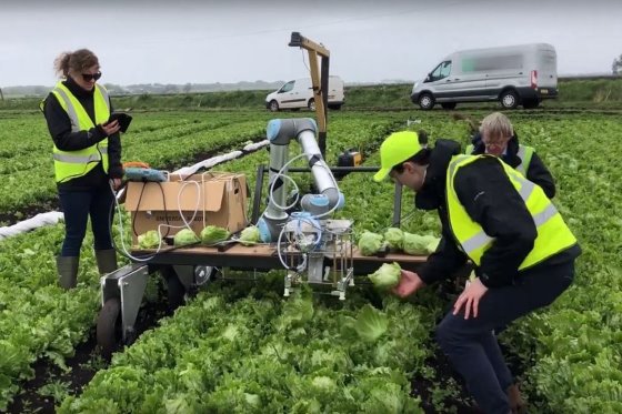 Robot uses machine learning to harvest lettuce