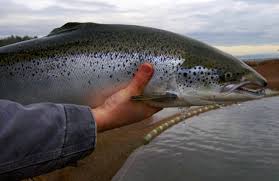 AquAdvantage, the first GMO salmon, is coming to America