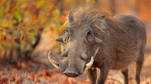 Warthog facts you need to know-