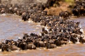  The Great Migration: The crossing of the Mara River.- Africa