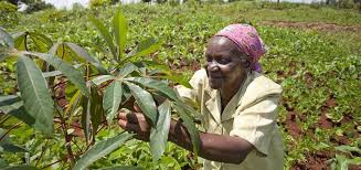 Smallholder women farmers reject GMO crops