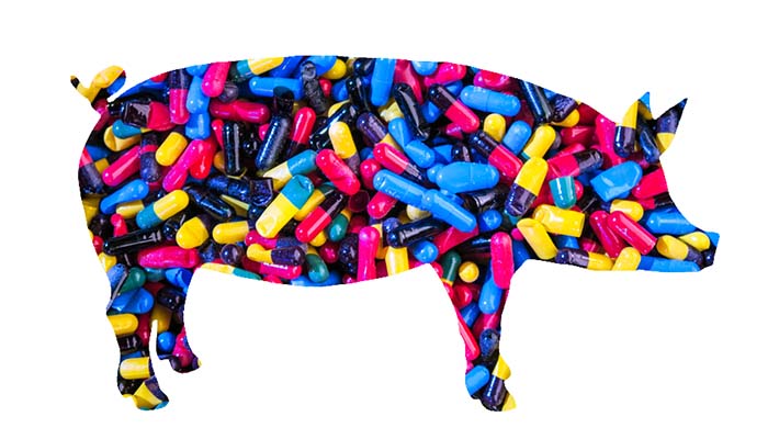 The farmers in South Africa need to reduce their use of antibiotics - Livestock