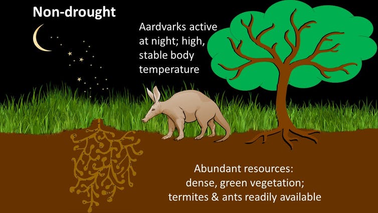 Daytime sightings of elusive aardvarks hint at troubled times in the Kalahari
