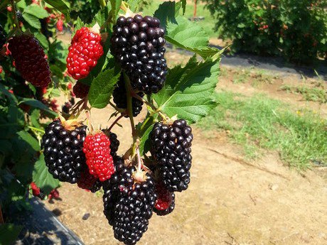 Decades of South African research reveal key strategies to reduce water contamination in fruit and veg