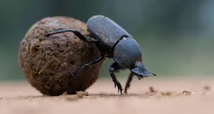 Dung beetle experiment suggests carbon dioxide is bad for insects too