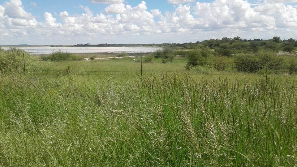 Rising CO₂ is making African savanna grasses grow more – what this means for grazing, fire and carbon storage