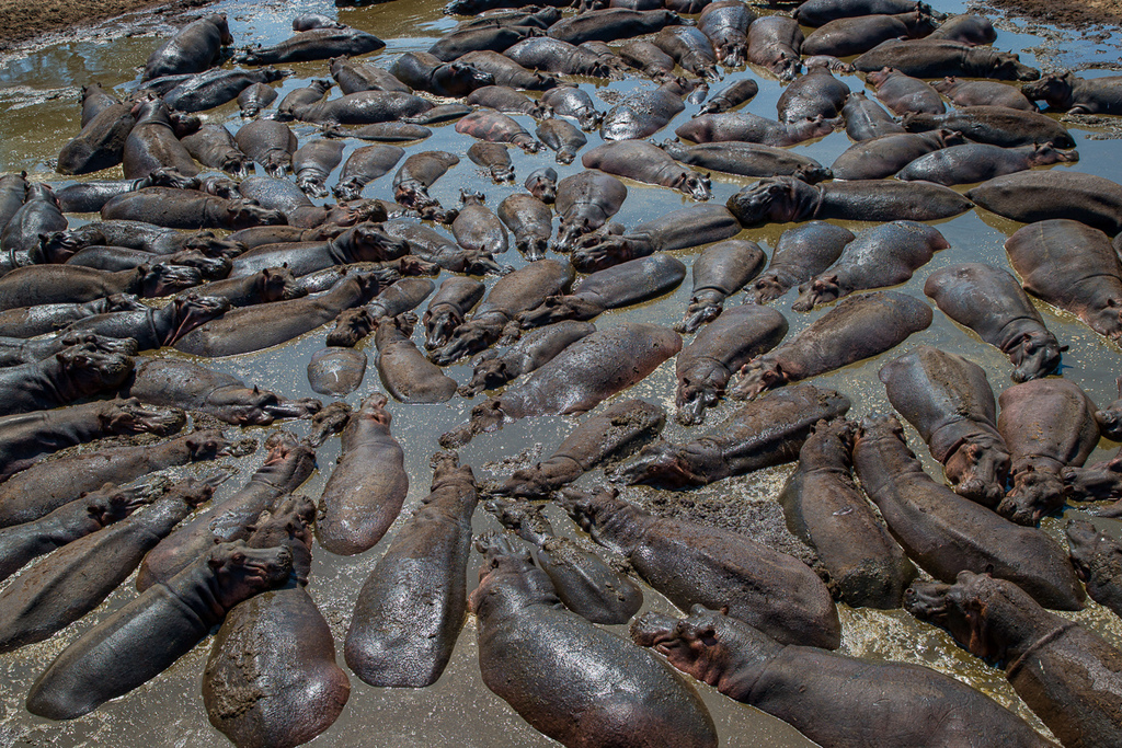 Katavi National Park takes radical action on hippos