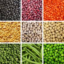 New perennial legume destined for poor soils