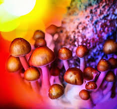 What are magic mushrooms and psilocybin?