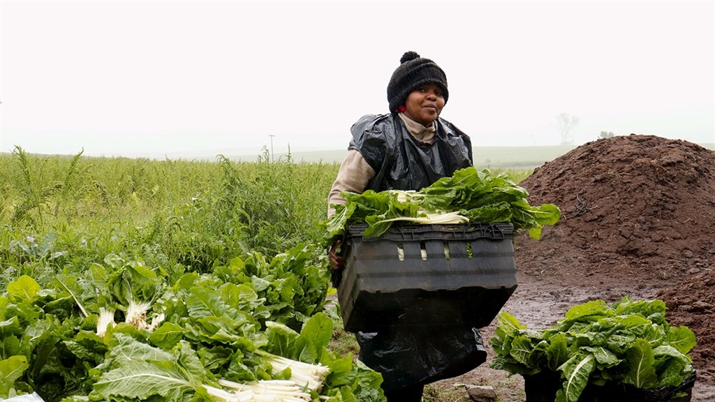 Climate change is a challenge for small-scale farmers - how a mix of old and new techniques produced a superior maize harvest in a dry part of South Africa