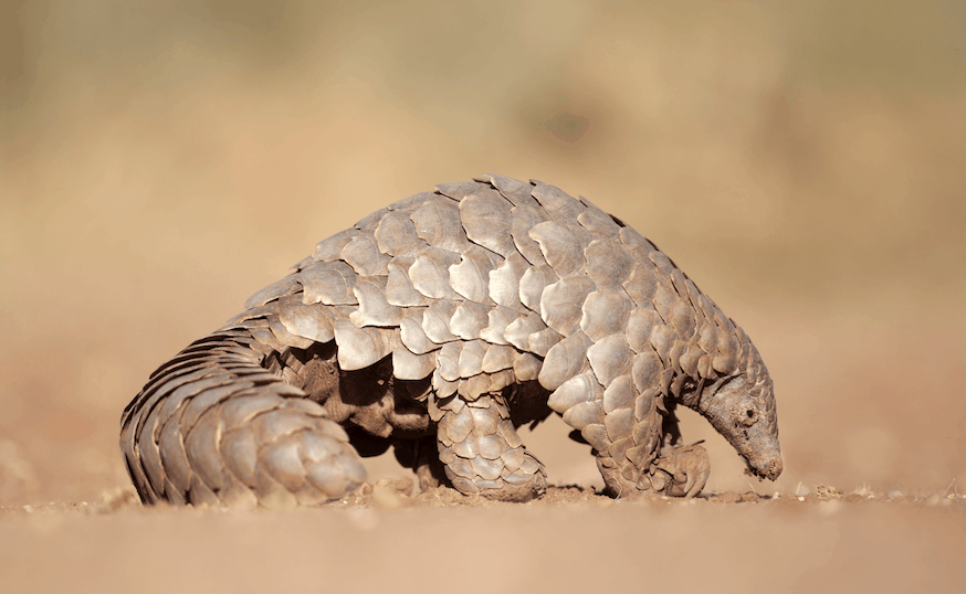 SA’s electric fences kill 2,000 pangolins a year – meet the heroes trying to save them