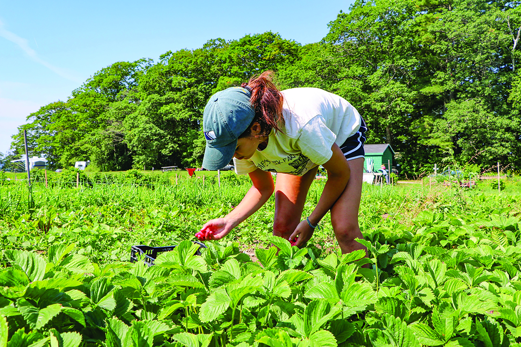 Deep Roots: A regenerative approach to agriculture