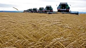 How Russia became the world’s LEADING wheat exporter