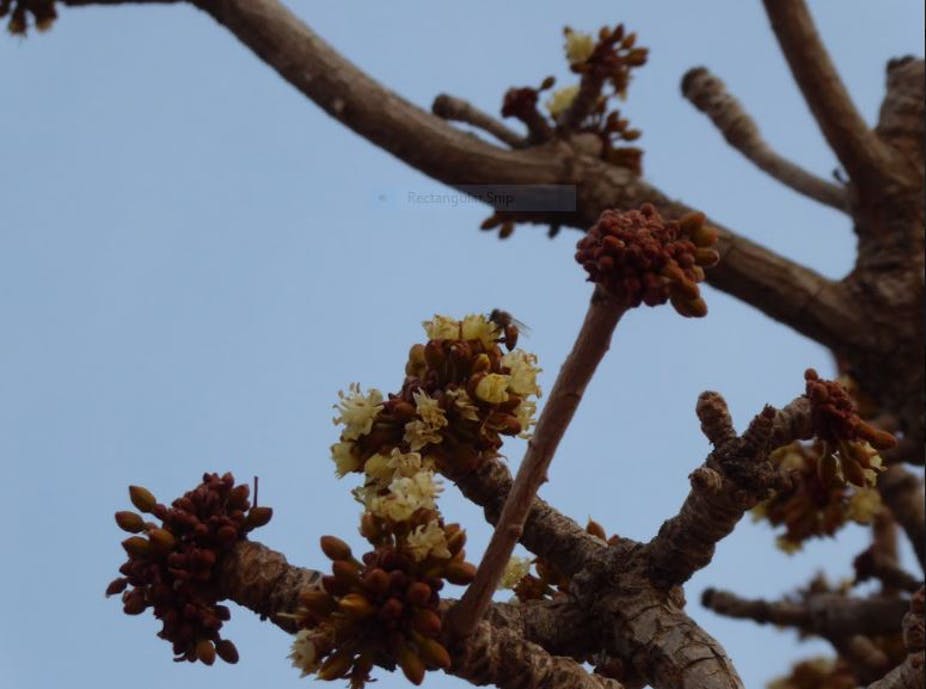 Shea Trees of Africa