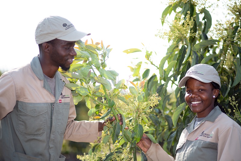 How empowering smallholder farmers with AI tools can bolster global food security