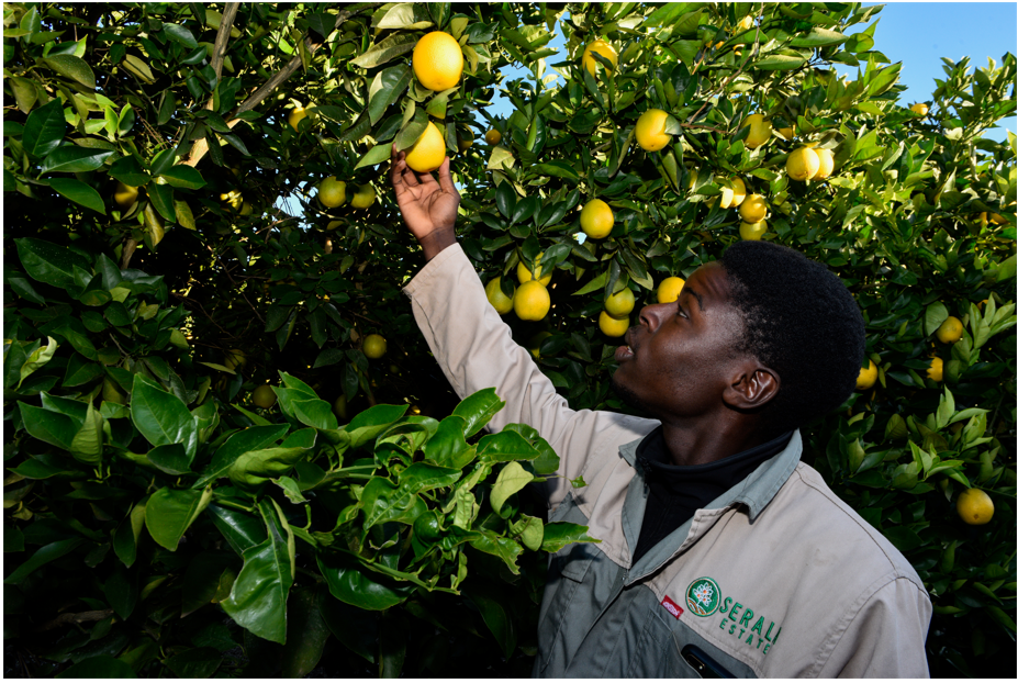 How a South African lime farm is redefining rural opportunities