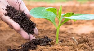 Soil Carbon Sequestration versus Soil Regeneration