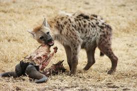 Namibia culls hyenas to save its wild / feral horses