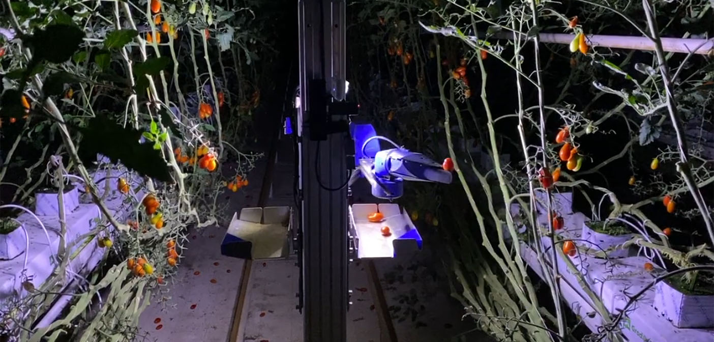 Japanese agtech company launches robotic tomato harvester