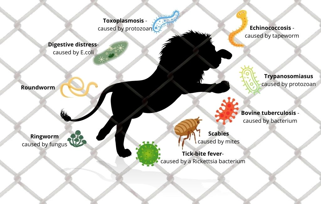 Lion farming and zoonotic diseases