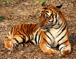 India's tiger population rises above 3,000